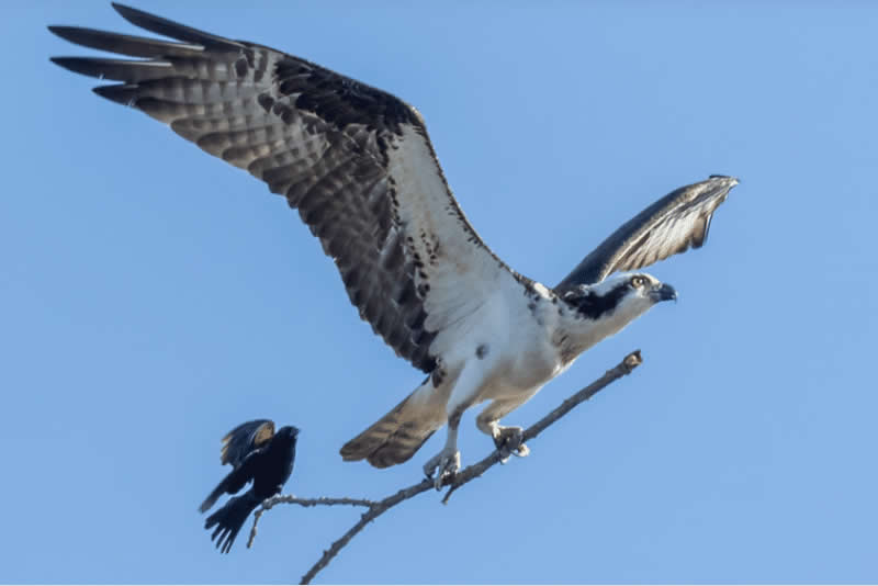 seuamigoguru.com - Fotógrafo captura pequeno melro pegando carona na vara de uma águia-pescadora