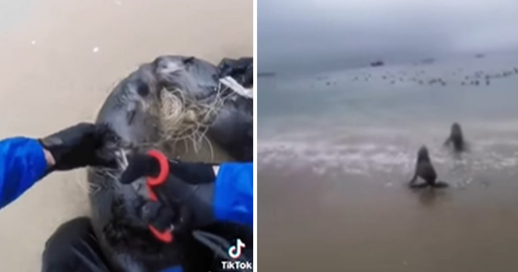 Emocionante: Vídeo mostra difícil resgate de duas focas presas pelo pescoço em uma rede de pesca