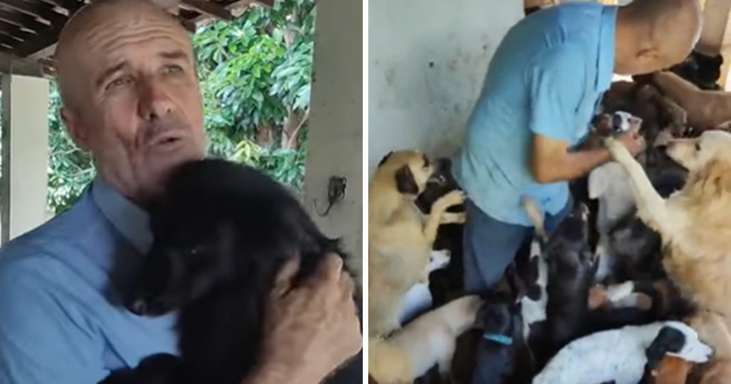 Alagoano vende tudo para cuidar de 800 cães abandonados