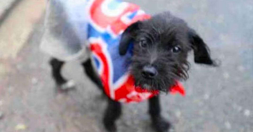 Cachorrinha que esperou Lula na frente da prisão vai subir a rampa no dia da posse presidencial