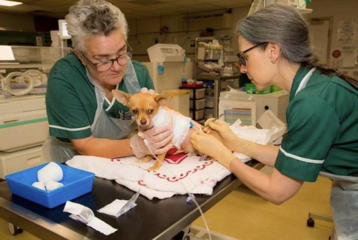 seuamigoguru.com - Mulher vende carro e usa herança para salvar a vida do cachorrinho: "Eu o amo muito"