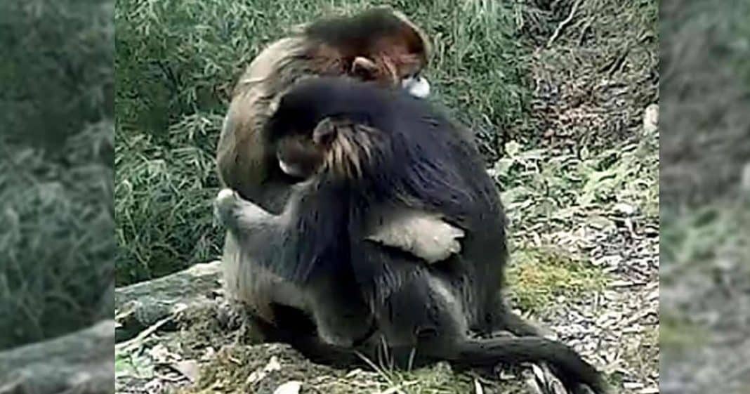 Macacos ameaçados de extinção se abraçaram: “Parecem saber que são os últimos de sua espécie”