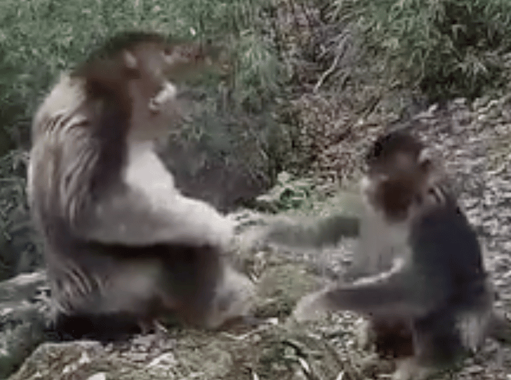 seuamigoguru.com - Macacos ameaçados de extinção se abraçaram: "Parecem saber que são os últimos de sua espécie"