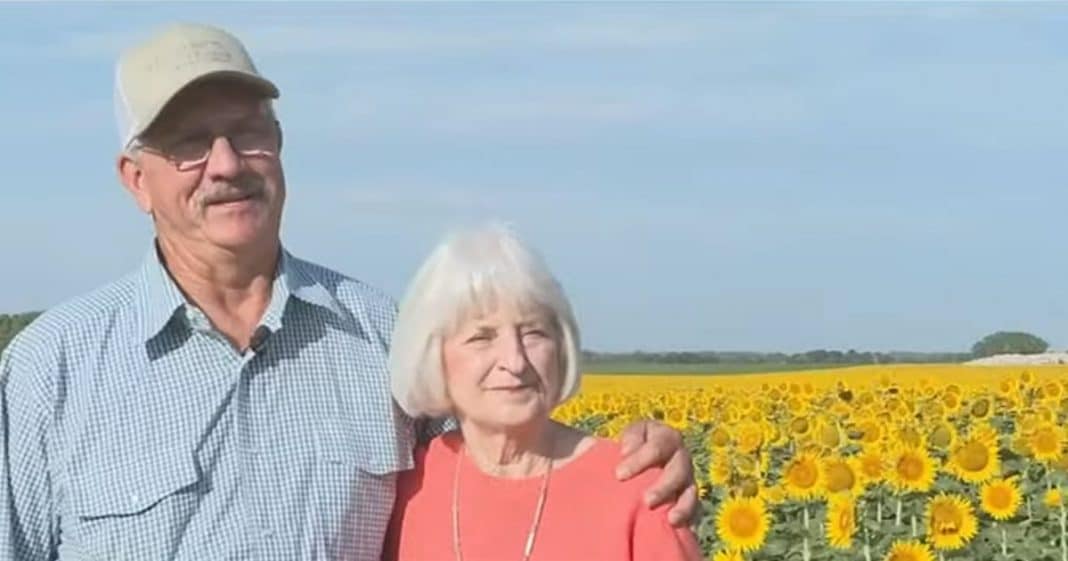 Ele plantou mais de um milhão de girassóis para a esposa e comemorar os 50 anos de casamento.