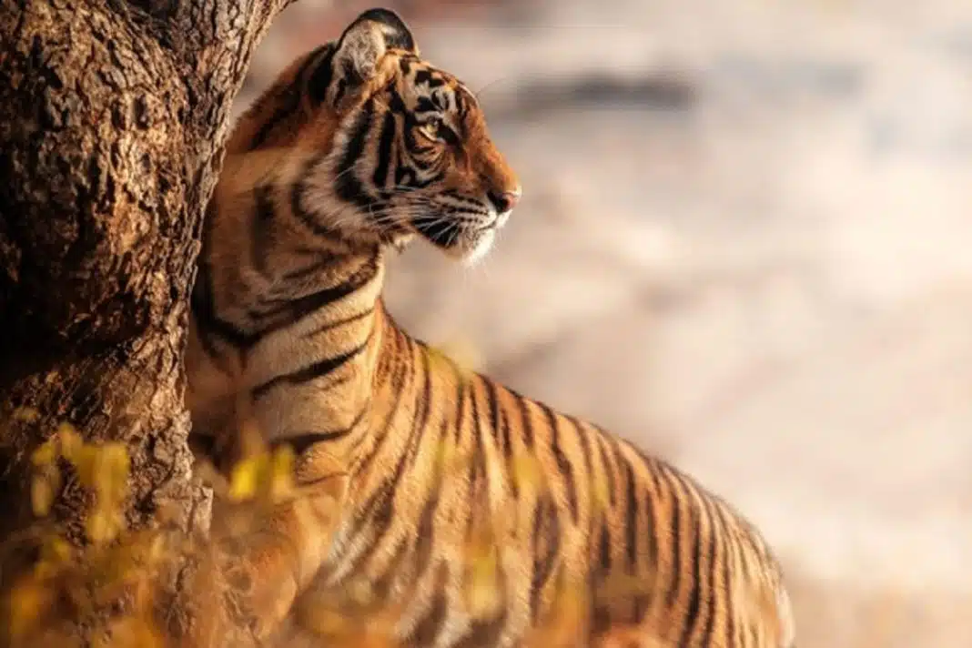 A simbologia por trás de Fortune Tiger, o jogo do tigre